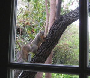 Squirrel sees me, sizes up the situation